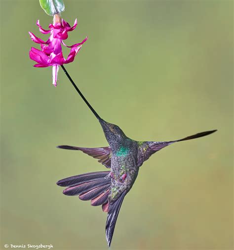 9009 Sword-billed Hummingbird (Ensifera ensifera), Guango Lodge ...