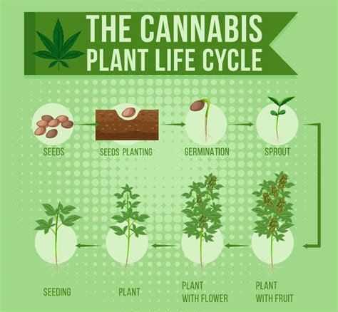 Unlock the Secrets of the Marijuana Plant Life Cycle: A Comprehensive ...