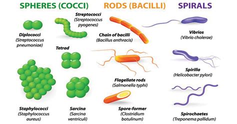 Types Of Bacterial Cells