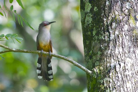 Birds of the Dominican Republic - Extreme Hotels Cabarete