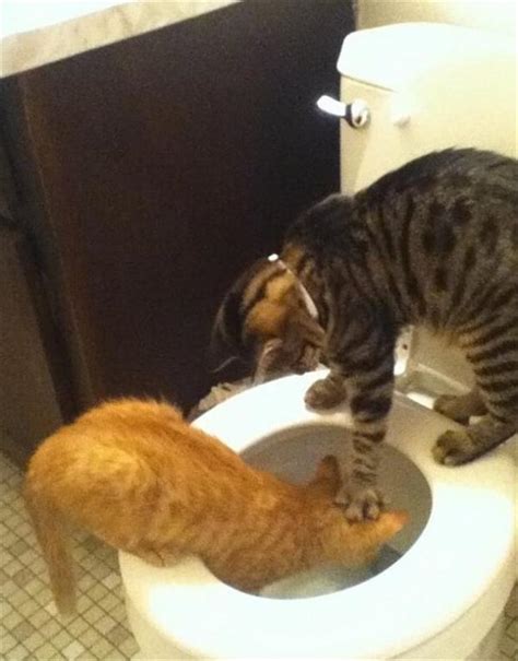 LOL Cats: 50 Awesomely Funny Cat Photos to Crack You Up