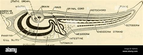 Protochordata hi-res stock photography and images - Alamy