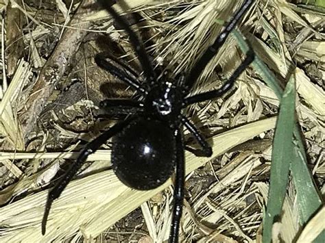 Colorado Spiders: Pictures and Identification Tips - Green Nature