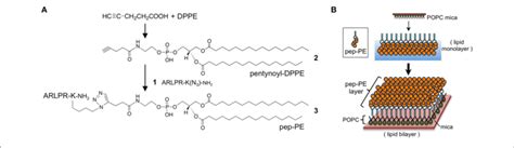 | Preparation of peptide-conjugated lipid membrane. (A) Synthesis of a... | Download Scientific ...