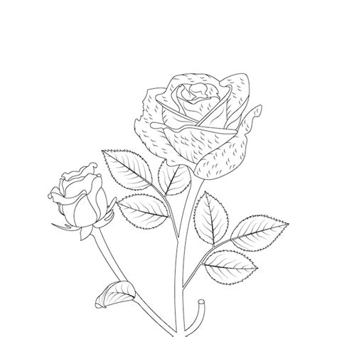 Rose Flower Images Pencil Drawing Easy - Infoupdate.org