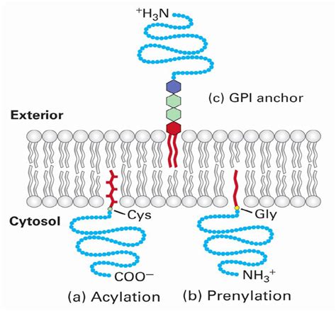 Lipid Linked Proteins