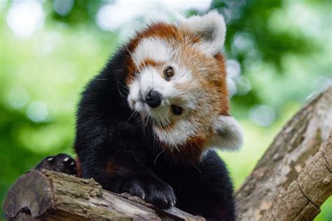 12 Ways Red Pandas Are Unique (and Cute!)