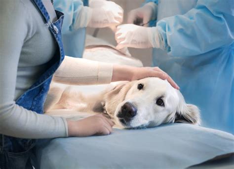 Anemia in Dogs | PetMD