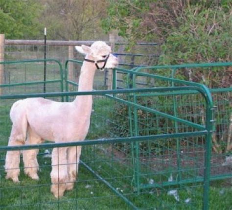 Shearing Alpacas, Biosecure Alpaca Shearing, Alpaca Shearer