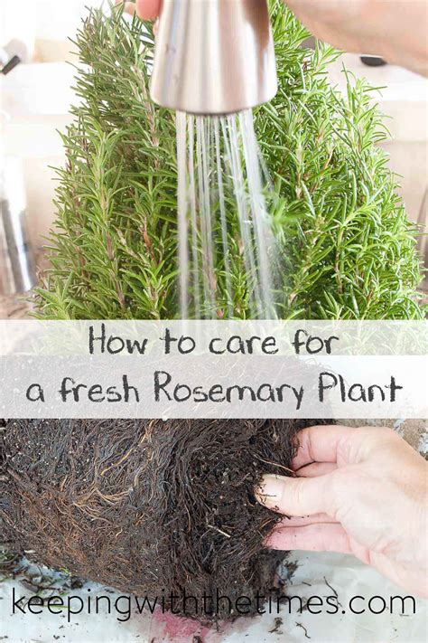 How to Care for a Fresh Rosemary Plant - Keeping With The Times