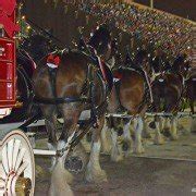 Behind the scenes with the Budweiser Clydesdales – Ohio Ag Net | Ohio's Country Journal