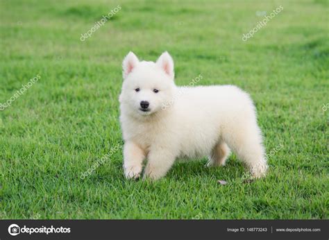 Cute White Husky Puppy