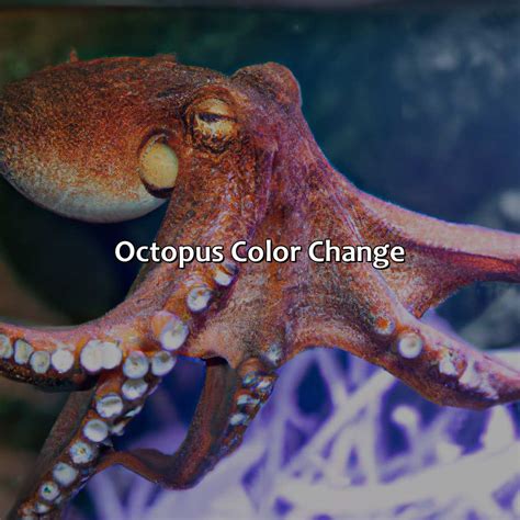 What Color Is An Octopus - colorscombo.com