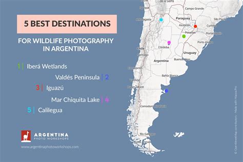 Wildlife in Argentina: 5 Best Destinations for Photography