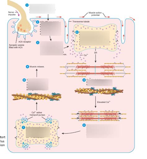 Muscle Contraction Process Visual Diagram | Quizlet