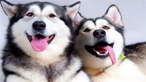 Tải hình ảnh hinh nen may tinh cho husky 55b4575d368657 tại kho hình ...