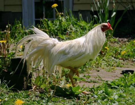 Yokohama pictures, video, information and chicks. | Chicken breeds ...