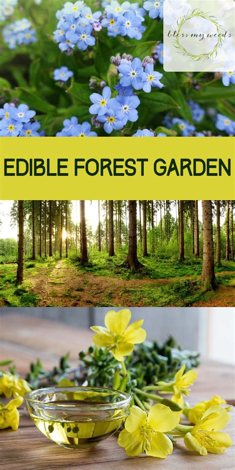 Edible Forest Garden ~ Bless My Weeds