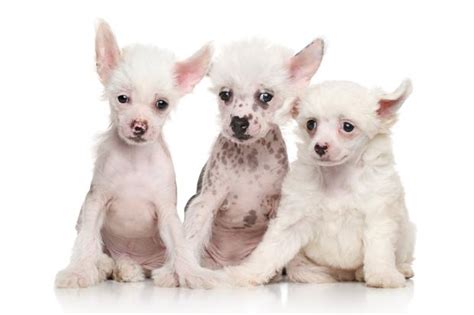 Everything about your Chinese Crested - LUV My dogs