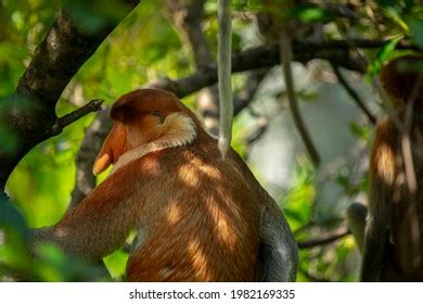 Proboscis Monkey Conservation Animal That Foraging Stock Photo ...