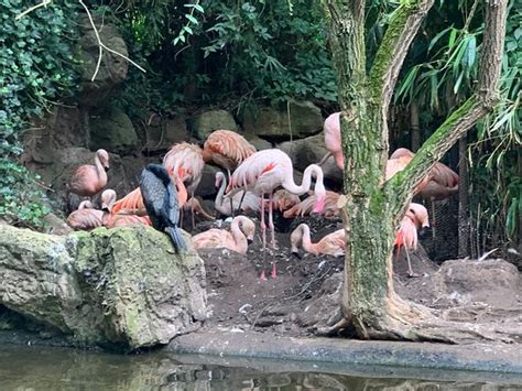 Erlebnis Zoo Hannover - 2020 All You Need to Know Before You Go (with Photos) - Hannover ...