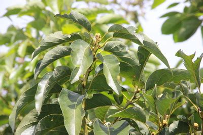 Queen Avocado Growing in South Florida - My avocado trees