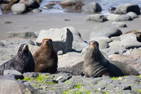 Marine sanctuary proposal aims to protect rich but vulnerable Pribilof ...