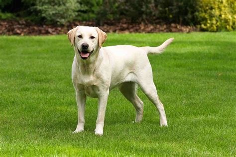 Labrador Dog Breed: Profile, Personality, Facts