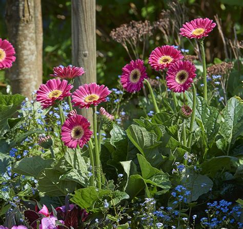 Garvinea® Sweet Spice Gerbera Daisy, Gerbera 'Garspice', Monrovia Plant