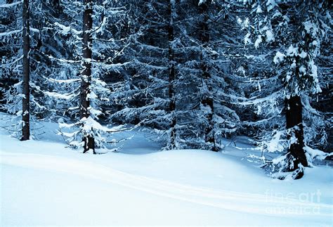 Snowy Forest Backgrounds