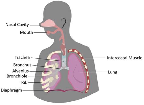 Breathing System - Key Stage Wiki