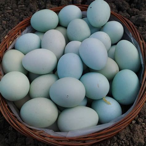 Organic Fertilized Eggs – Blue Egg Layers – Eden Green Farm