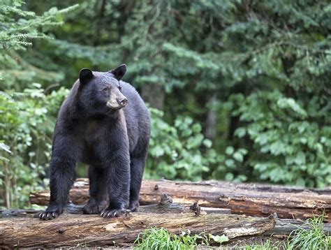 All about the American Black Bear - WorldAtlas.com