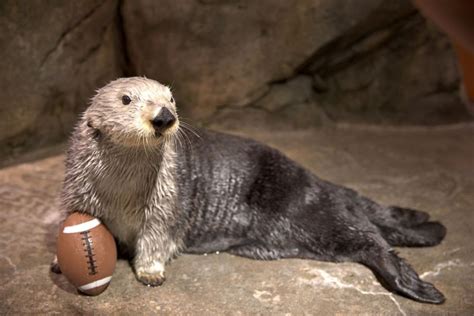 Animals at the Georgia Aquarium gear up to host Super Bowl LIII - Good Morning America