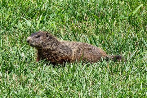 How to Get Rid of Groundhogs: 10 Methods