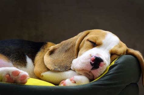 4,100+ Beagle Puppy Sleeping Stock Photos, Pictures & Royalty-Free ...