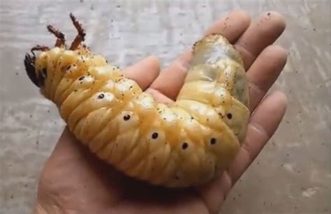 Video: Timelapse Metamorphosis of a Hercules Beetle