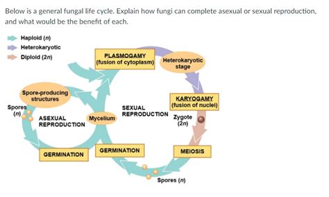 Solved Below is a general fungal life cycle. Explain how | Chegg.com