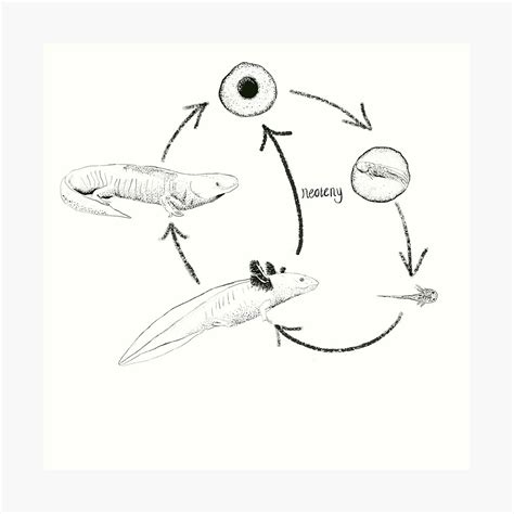 "Axolotl Metamorphosis - Neoteny Diagram" Photographic Print by georgieaxolotl | Redbubble