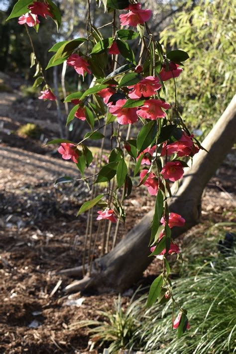 Camellia reticulata (To-tsubaki, Yennan Camellia) | North Carolina Extension Gardener Plant Toolbox