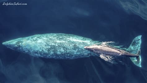 Baby gray whale swims with mother off Dana Point | FOX 5 San Diego ...