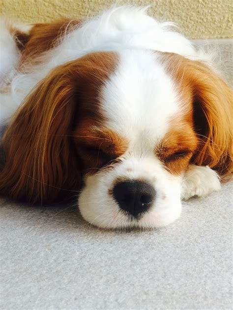 Fotos gratis : perrito, perro, linda, dormido, vertebrado, alegría, adorable, Charles, raza ...