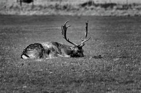 Male Stag with Antlers Photograph by Keith Jones - Fine Art America