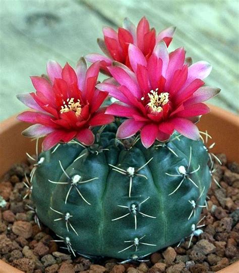 10 Types of Indoor Cactus plants | Best Cactus for home gardening ...