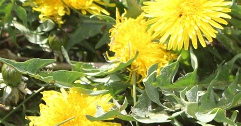 Dandelion Jelly - Sweet like honey! - Canning Homemade!