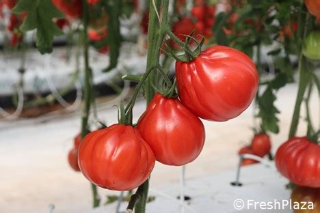 Enza Zaden introduces new tomato varieties