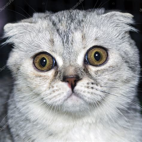 Surprised cat — Stock Photo © redtc #5586388