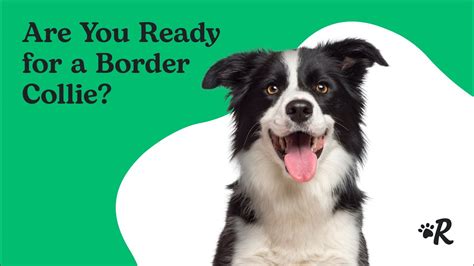 The 136 Most Popular Border Collie Names