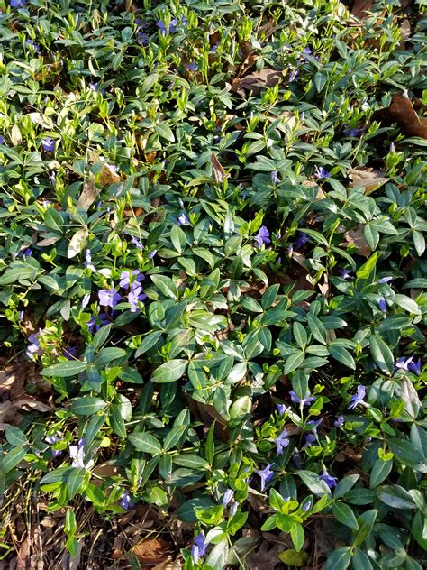 What is this shade-tolerant ground cover? : r/gardening