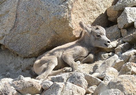 PHOTOS: Cute Baby Bighorn Sheep Is Living Desert's Newest Resident | Banning, CA Patch